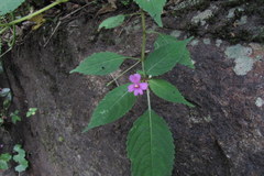 Impatiens dasysperma